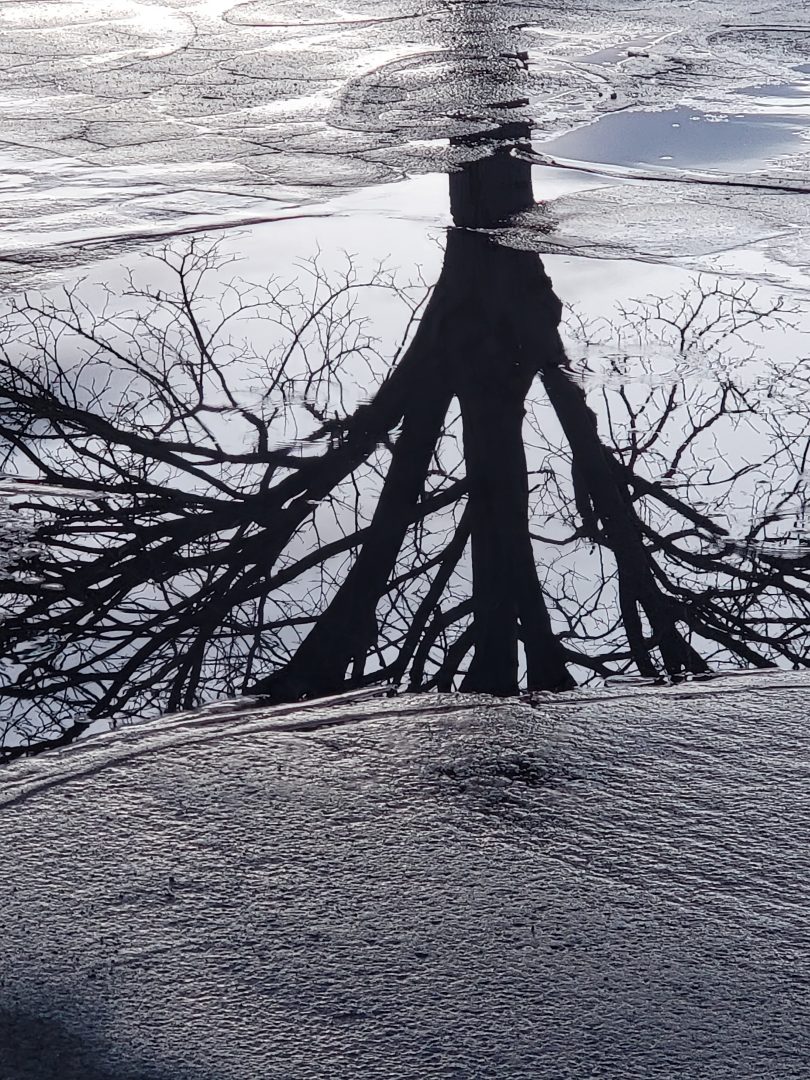 reflection of a tree in a puddle